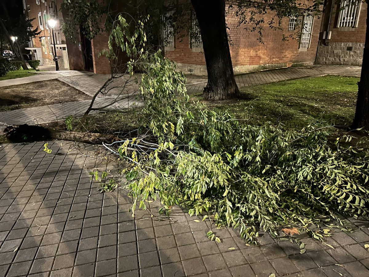 Hola <a href="/Lineamadrid/">Línea Madrid</a>  esta rama debió de caer anoche. En el 300 de Hacienda de Pavones. Gracias