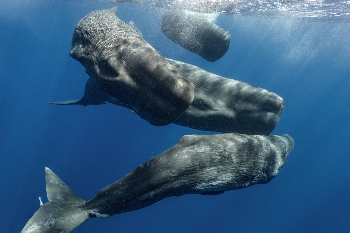 Whales communicate with each other, and maybe they want to communicate with us? We met with David Gruber, the scientist leading the most advanced project to understand sperm whale communication. Deciphering their clicks has never been closer. # Sirene 19
