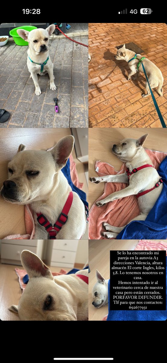 ‼️ Una compañera se ha encontrado un perrito perdido en la autovía de Valencia, están buscando a los dueños ‼️ RT <a href="/modepran/">Modepran</a> #valencia #dana