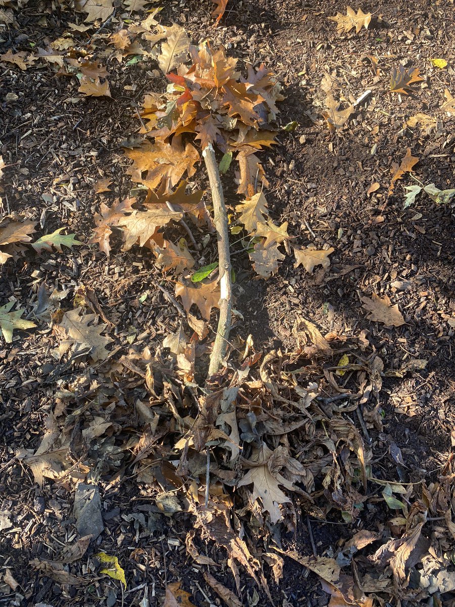 louiseseeley's tweet image. @GlenfallSchool @ForestSchool #forestschool #treedesign #nature #year4