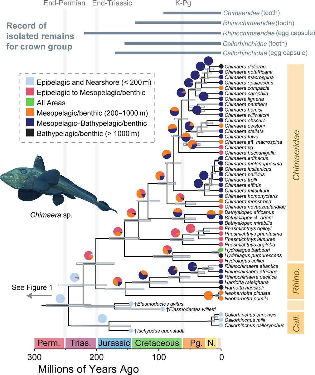 Chase Brownstein (@chasebrownstein) on Twitter photo 🎃👻 1/6 Just in time for Halloween, I am excited to announce that my work with <a href="/Euphanerops/">Richard Dearden</a> and <a href="/TJNear/">Thomas Near</a> to produce a new, species-rich phylogeny of living and extinct chimaeras and ghost sharks is now published! royalsocietypublishing.org/doi/10.1098/rs… 🎃👻 1/6 Just in time for Halloween, I am excited to announce that my work with <a href="/Euphanerops/">Richard Dearden</a> and <a href="/TJNear/">Thomas Near</a> to produce a new, species-rich phylogeny of living and extinct chimaeras and ghost sharks is now published! royalsocietypublishing.org/doi/10.1098/rs…