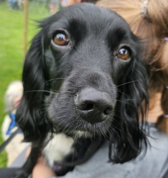 millypod1's tweet photo. PENNY HOME SAFE. THANKS FOR RT's πππΎ
π13 OCT 2024 #Lost PENNY #ScanMe
Black & White Sprocker Female
Twigmoor Woods nr #Scunthorpe #Lincolnshire #DN16
https://t.co/aahr0MWrs4 https://t.co/XIfRnaPVGM
