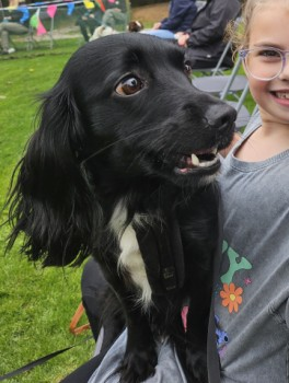 millypod1's tweet photo. PENNY HOME SAFE. THANKS FOR RT's πππΎ
π13 OCT 2024 #Lost PENNY #ScanMe
Black & White Sprocker Female
Twigmoor Woods nr #Scunthorpe #Lincolnshire #DN16
https://t.co/aahr0MWrs4 https://t.co/XIfRnaPVGM