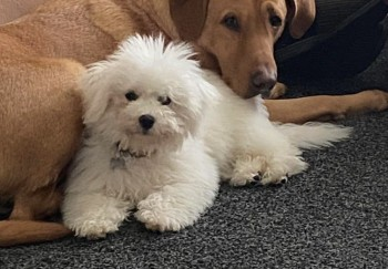 millypod1's tweet photo. SNOWY HOME SAFE. THANKS FOR RT's๐๐๐พ
๐24 OCT 2024 #Lost SNOWY #ScanMe #Tagged
YOUNG White Bichon Frise Female
#DarbyGreen parish of #Yateley #Hampshire #GU17 https://t.co/7WCcptbbcb https://t.co/MFbTqBqPFk