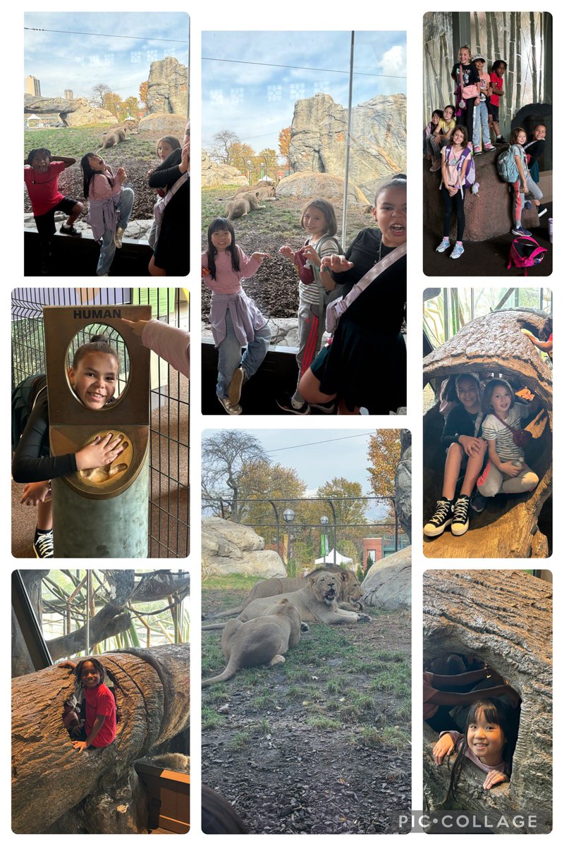 Lions &amp; Tigers &amp; Bears Oh My! Lincoln Park Zoo memories! #fa58share #dg58pride