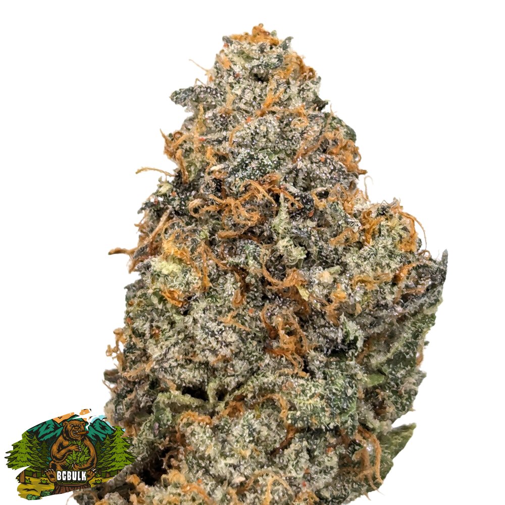 BulkCannabiscc's tweet photo. Gummy Buns Strain at https://t.co/9mVhvdIh1m Online Dispensary Canada    

#420friendly #cannabisculture #CannabisCommunity #weedlovers #stonerfam #bcbud #dank #livingsoil #lsoweed https://t.co/cN2YgmQBcd