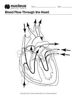 NucleusMedArt's tweet image. Educators!  Did you know we offer Anatomy Coloring Book pages and Lesson Plans?
This Anatomy Coloring Book page depicts the cardiac cycle with arrows indicating the path of blood flowing through the heart chambers and blood vessels.  #AnatomyColoringBook #CirculatorySystem…