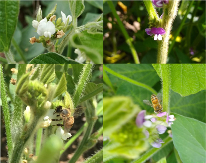 In our paper "The contribution of pollinators varies among #soybean cultivar traits," we found that pollinators' contributions varied between flower color and maturity groups. #croppollination #bees #chaco. <a href="/IERconicetunt/">Instituto de Ecología Regional</a> @CMonmanyGarzia <a href="/blacksilvio/">Silvio Castillo</a>  doi.org/10.1016/j.baae…