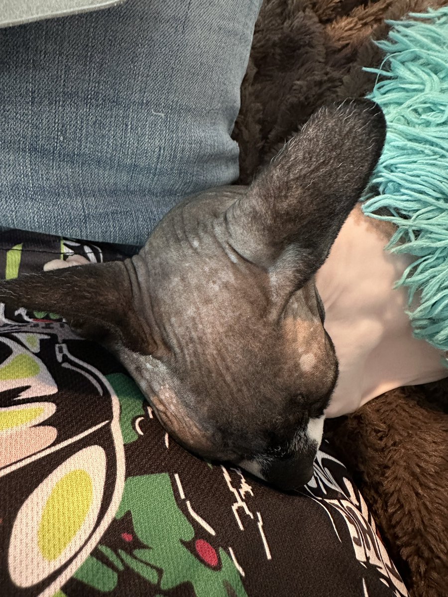 toddhayden's tweet photo. Its official! My kitty baby Catillac just got his Emotional Support paperwork! Doing his job. #medicaldegree #nakedcats https://t.co/rgaXBYpMpW