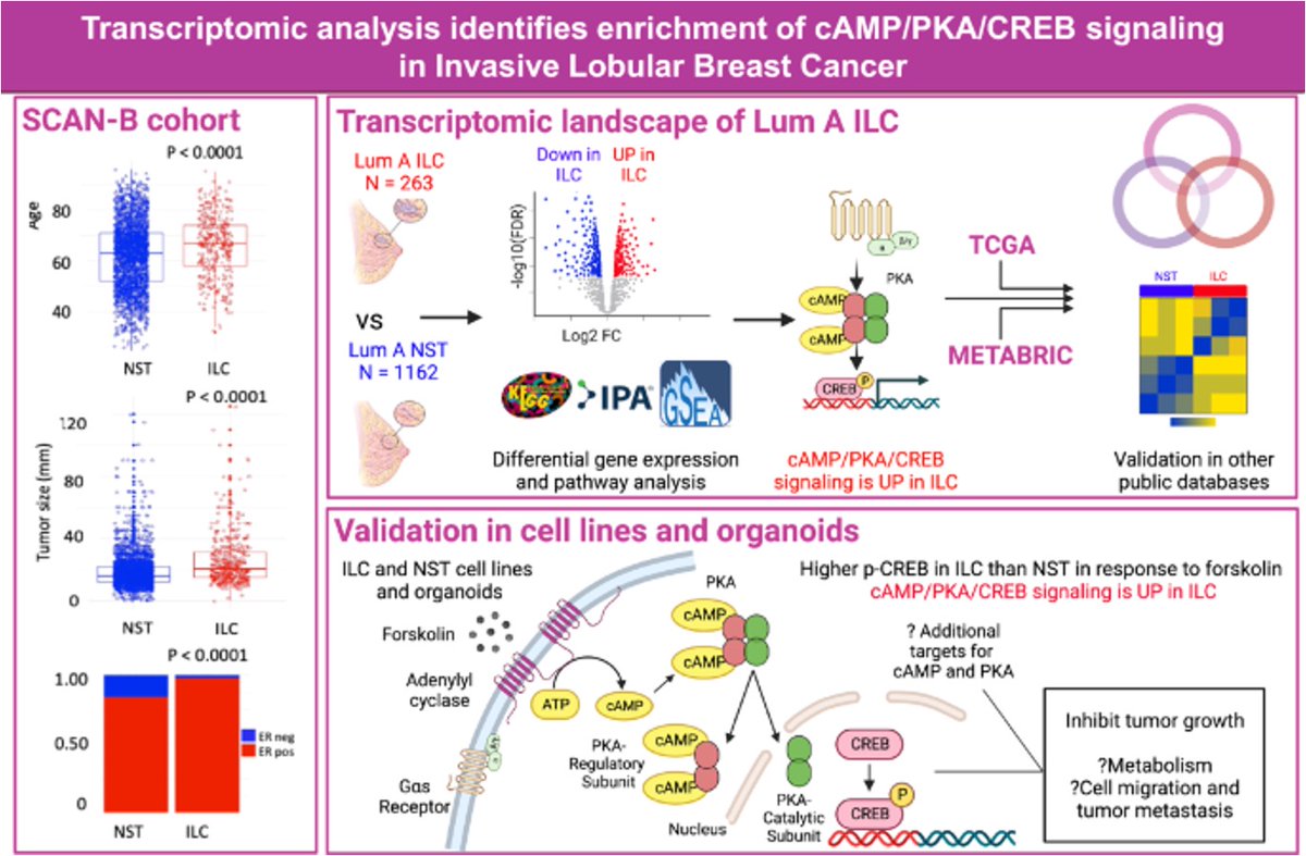 Adrianvlee's tweet photo. Just out, our study examining gene expression differences between ILC and IDC/NST breast cancers showing consistent increases in cAMP/PKA/CREB signaling, potential for targeting?
https://t.co/UL8C57bW2z
@UPMCHillmanCC @MageeWomens @BCRFcure @SusanGKomen #lobular https://t.co/ITjJgDsoiG