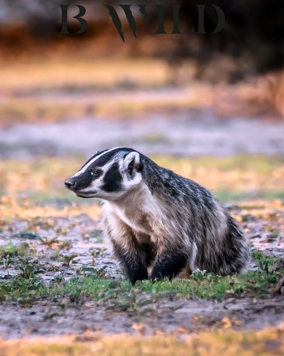 thebwildsite's tweet image. Un Tejón al caer en la tarde en el semidesierto potosino.

"Celebremos la Vida"

BWILD 

#tejon #badger #sanluispotosi #mexico #bwild