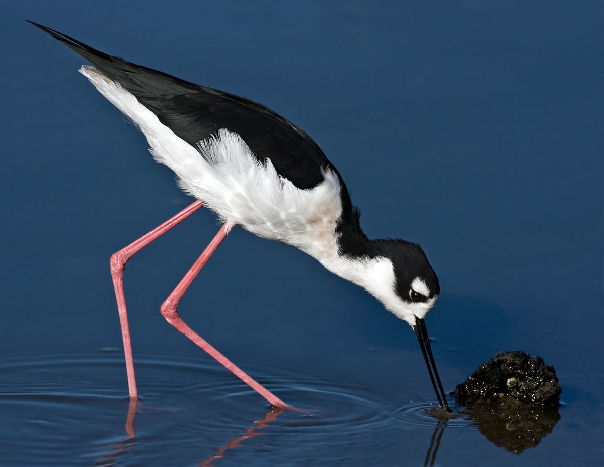 💌SEVEN MORE DAYS DAY TO VOTE! 💌 
November 5th is a key opportunity for Californians to shape local and national decisions. Bring your ballot to the nearest voting location, open from 7:00 am until 8:00 pm, or place it in an Official Ballot Drop Box!