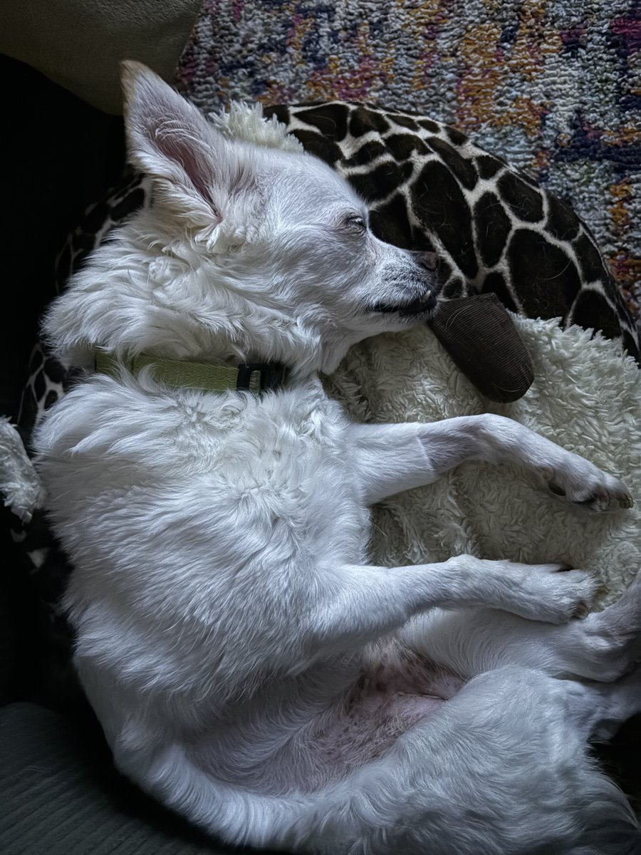 Cashew is celebrating the start of November with some much needed rest. Happy Cashew Monday!