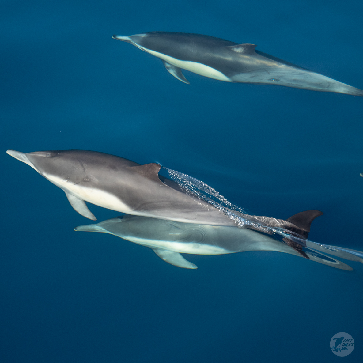 DolphinSafari's tweet photo. “What is the good of your stars and trees, your sunrise and the wind, if they do not enter into our daily lives?” -E. M. Forster
We think dolphins would make fantastic ambassadors between humans and nature. Tell us how you feel about wild dolphins below.
#captdaves #dolphinsafari https://t.co/6KJQkozleK