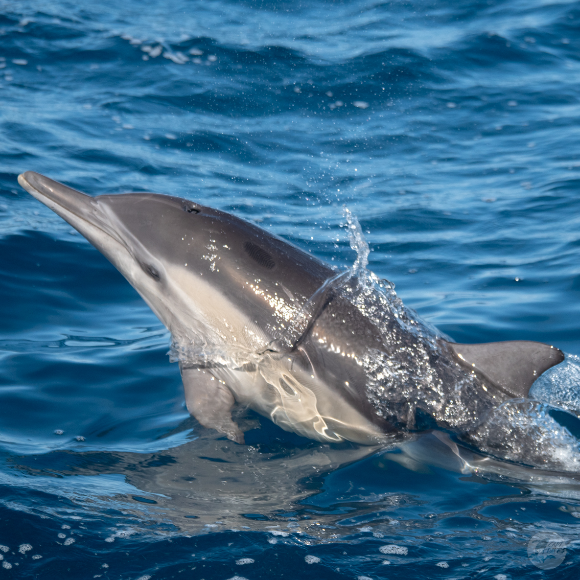 DolphinSafari's tweet photo. “What is the good of your stars and trees, your sunrise and the wind, if they do not enter into our daily lives?” -E. M. Forster
We think dolphins would make fantastic ambassadors between humans and nature. Tell us how you feel about wild dolphins below.
#captdaves #dolphinsafari https://t.co/6KJQkozleK