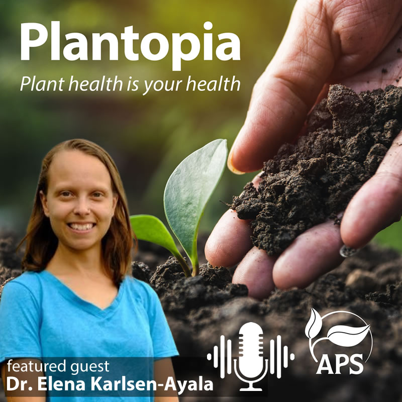 plantdisease's tweet image. The latest SPOOKY episode of APS' Plantopia #podcast discusses  #ghostforests, mycorrhizal fungi, and how to build more resilient landscapes. Listen here: plantopiapodcast.org/53. @edel_plopez #Plantopia