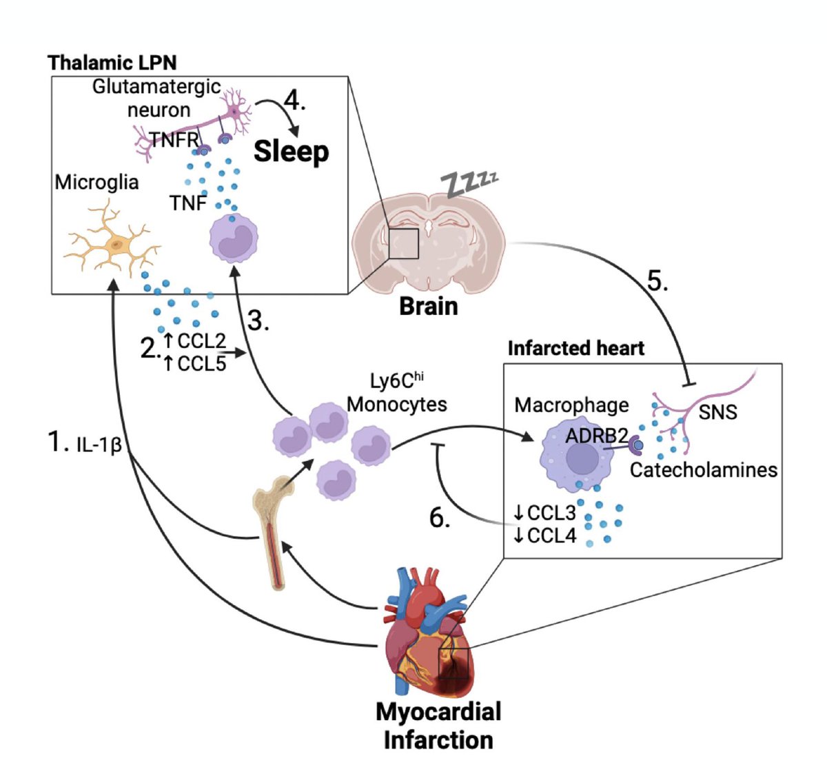 Eric Topol (@erictopol) on Twitter photo A new heart-brain-immune system discovery
Following damage to the heart muscle from a heart attack, monocytes are recruited to the brain to promote sleep, limit inflammation, and healing.
nature.com/articles/s4158… @peacemakerhuynh <a href="/cam_phd/">Cameron McAlpine</a> <a href="/IcahnMountSinai/">Icahn School of Medicine at Mount Sinai</a> <a href="/SinaiHeartBlood/">Cardiovascular Research Institute at Sinai (CVRI)</a> A new heart-brain-immune system discovery
Following damage to the heart muscle from a heart attack, monocytes are recruited to the brain to promote sleep, limit inflammation, and healing.
nature.com/articles/s4158… @peacemakerhuynh <a href="/cam_phd/">Cameron McAlpine</a> <a href="/IcahnMountSinai/">Icahn School of Medicine at Mount Sinai</a> <a href="/SinaiHeartBlood/">Cardiovascular Research Institute at Sinai (CVRI)</a>