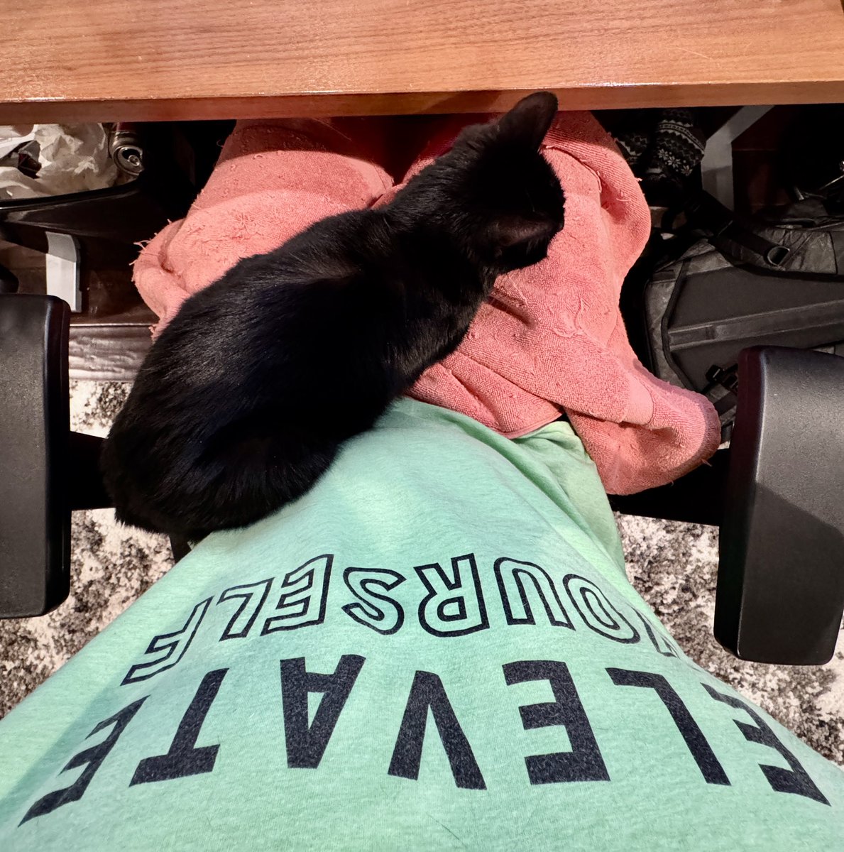 TheCoachDonny's tweet photo. My work kitty is sick, so I had to take her to the Vet.  But no matter where she is, she always knows where to sit.  That’s my Haikyu for the day 🐈‍⬛

#catdaddy #workcat #cat #blackcat #iloveblackcats https://t.co/tZ3pyUCXdT
