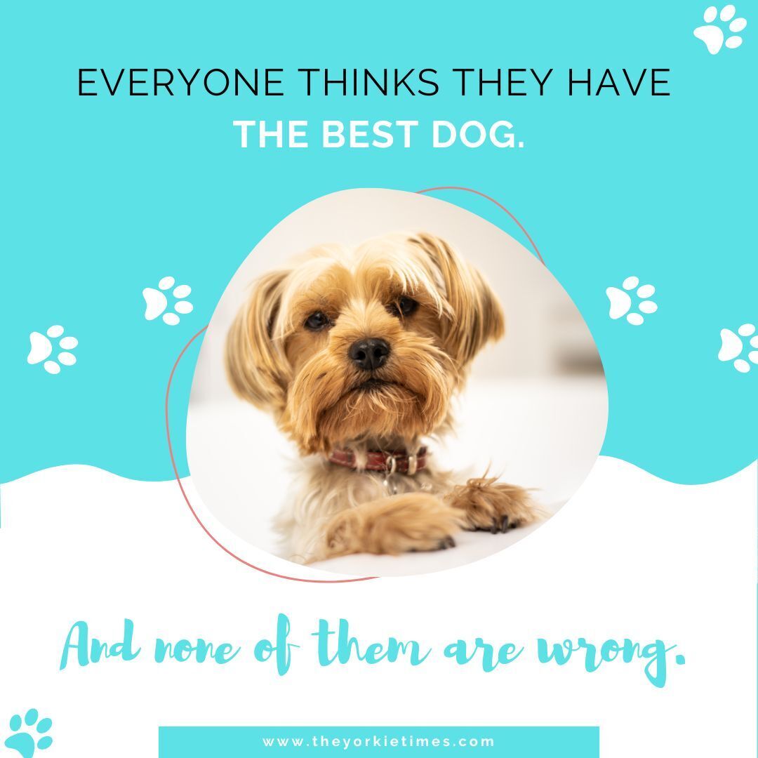 In the presence of a Yorkie, you'll discover that the best things come in small sizes. bit.ly/3Hv08TW