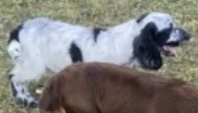 rosieDoc2's tweet photo. #SpanielHour
HUNTER still missing 26/6/23
#Costessey #NORFOLK #NR5
Male/young adult Blue Roan #CockerSpaniel he has a skin condition so really needed vet treatment
IF YOU FOUND HIM PLS PLS BRING HIM HOME
#GundogTheftAwarenessWeek
https://t.co/RWyV1s3dqd https://t.co/WjsH1oJw0d
