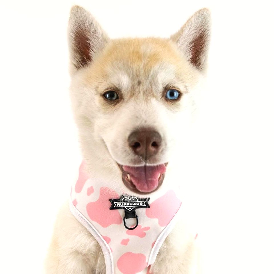 RuffhausNYC's tweet photo. Need a last-minute costume for your pup? 

How about:
🐮 Cow (modeled here!)
🍉 Watermelon
🧁 Cupcake
🧋 Boba

SAME-DAY PICKUP today &amp; tomorrow in Williamsburg, Brooklyn NYC (ready in 30 mins!) Not in NYC? DM us for your nearest stockist! 💕

https://t.co/Sw75jG8VXY https://t.co/K51K2qVSLA