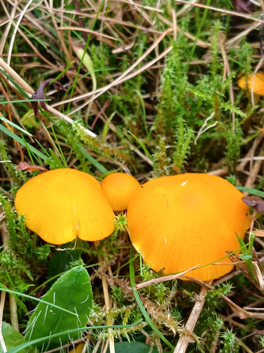 mattrogers70's tweet photo. Golden, Slimy, Crimson and Butter Waxcaps found in acidic, unimproved grassland on the slopes of Troopers Hill today. @TroopersHill @BritMycolSoc #TwitterNatureCommunity https://t.co/FhalyOh0E1