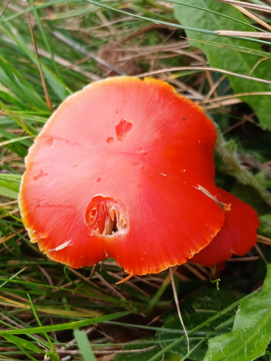 mattrogers70's tweet photo. Golden, Slimy, Crimson and Butter Waxcaps found in acidic, unimproved grassland on the slopes of Troopers Hill today. @TroopersHill @BritMycolSoc #TwitterNatureCommunity https://t.co/FhalyOh0E1