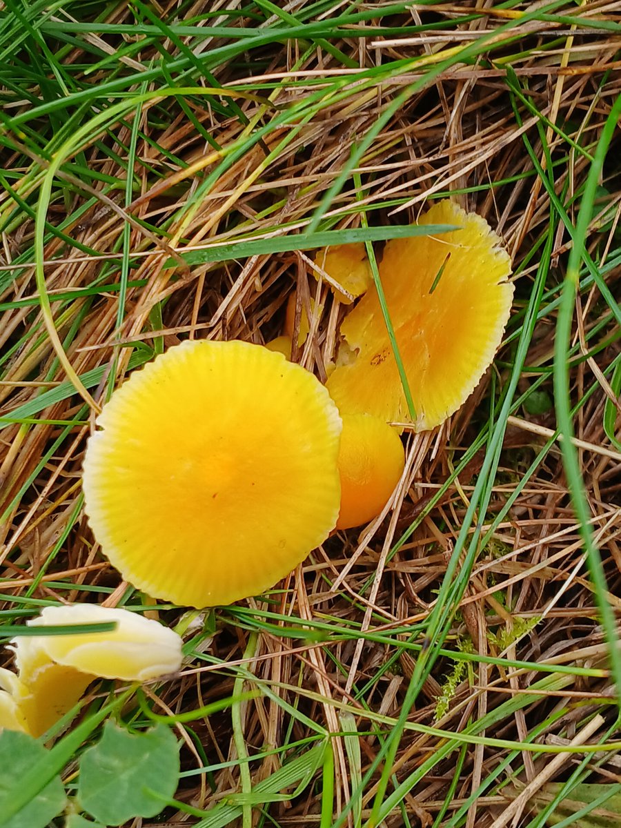 mattrogers70's tweet photo. Golden, Slimy, Crimson and Butter Waxcaps found in acidic, unimproved grassland on the slopes of Troopers Hill today. @TroopersHill @BritMycolSoc #TwitterNatureCommunity https://t.co/FhalyOh0E1