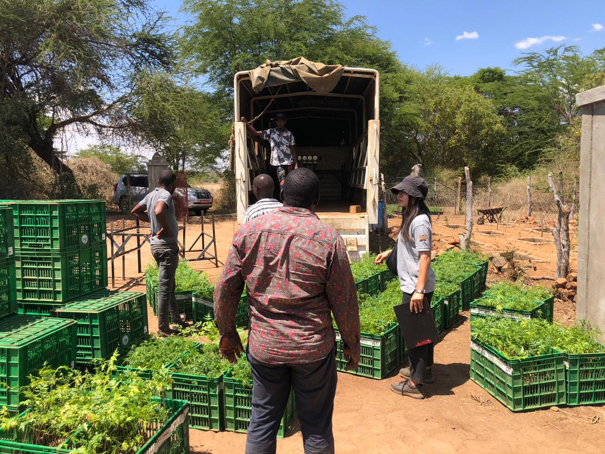 Africa Wood Grow tweet media