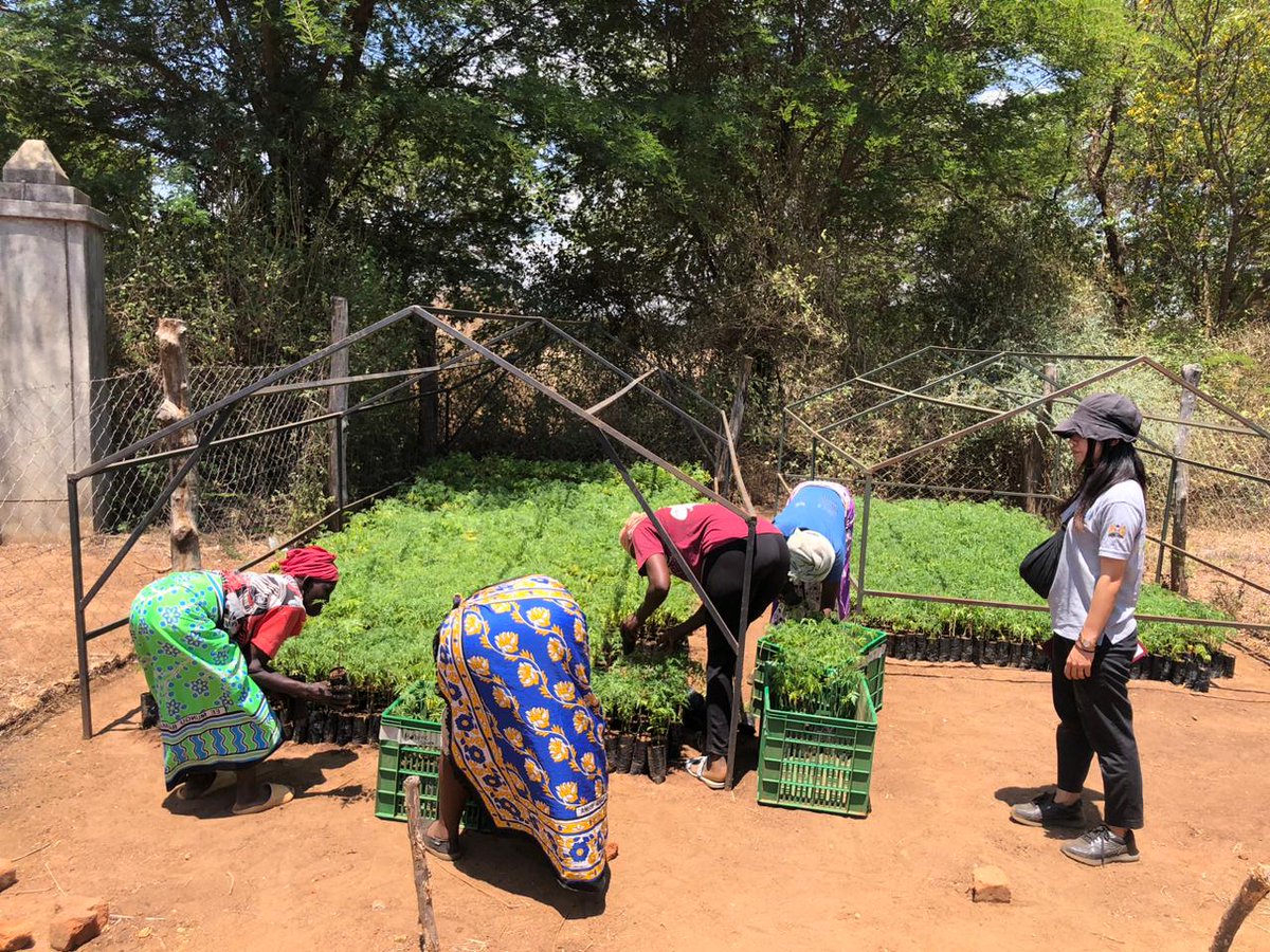 Africa Wood Grow tweet media