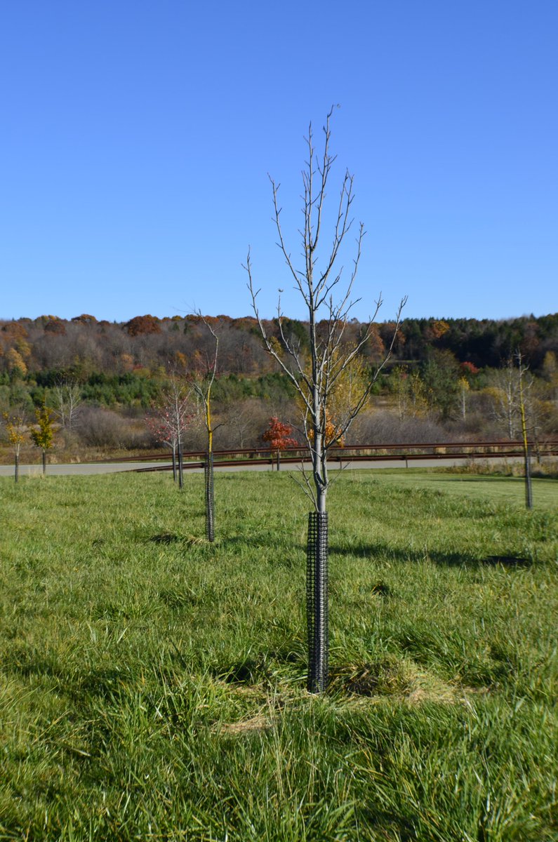 Flight93Friends's tweet image. Work has begun at @Flight93NPS on soil remediation in the 40 Memorial Groves, part of the 'Resiliency Project' to restore trees. Experts are testing soil for nutrients &amp;amp; limestone. Learn more or contribute at flight93friends.org/resiliencyproj…. #EnvironmentalStewardships #ResiliencyProject