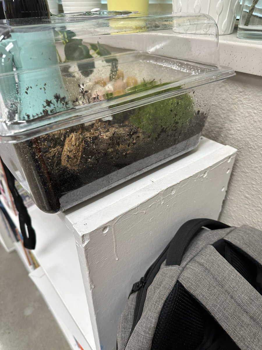 Creepy crawl creatures have made it into our classroom and not for Halloween. It’s our rotting log ecosystem. The kids had a blast adding the bugs and watching their teacher be terrified.  All for the love of science. #TESleads.