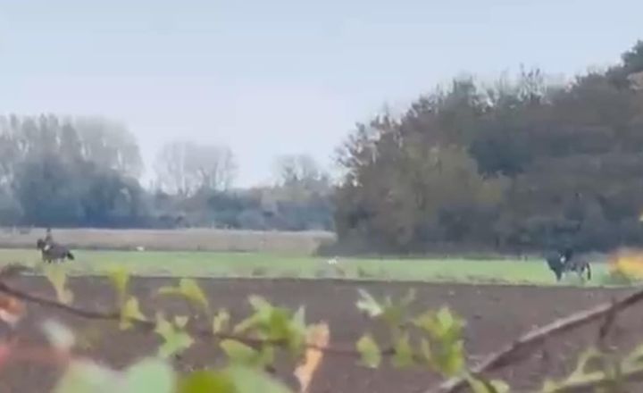 Norfolk/Suffolk Hunt Saboteurs tweet media