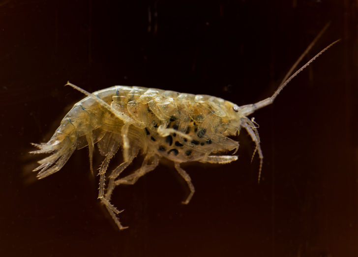 PickerelProject's tweet image. November's Clean-Up approaches...  We'll be litter picking, shrub trimming by Pickerel Court, and running an invertebrates survey. Meet by the river at the Navigation Approach bridge at 10am Sunday 3rd to join in.