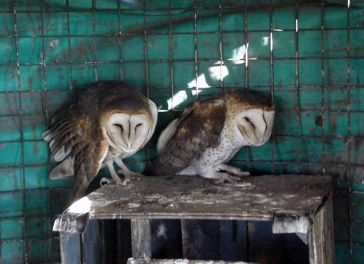YoAmoaLaCiencia's tweet photo. Creencias peligrosas: ¿por qué los búhos están desapareciendo en México?

Los búhos están en peligro de desaparecer en México por la creencia de que estos animales son de mal agüero.

En México habitan 34 especies de búhos, también conocidos como tecolotes, además de la lechuza de campanario (Tyto alba), que es frecuentemente atacada por habitantes de algunas comunidades.

El principal problema que enfrentan tanto los búhos como la lechuza de campanario es la persistente creencia de que son "brujas", están malditos, o que anuncian la muerte. 

Estas creencias populares combinan la figura de Tlacatecolotl, un búho en la cosmovisión prehispánica, con leyendas europeas de brujas, demonios e incluso la muerte.

Esta superstición ha llevado a que los búhos y lechuzas sean perseguidos y, lo que es aún más grave, que no se les permita anidar en muchas regiones.

La destrucción de nidos con huevos y polluelos provoca una alarmante disminución en sus poblaciones. 

La pérdida de generaciones a llevado a varias especies entrar en la categoría de peligro de extinción o pasen a estar en estado crítico.

A esta amenaza se suma el creciente tráfico de búhos y lechuzas, impulsado por personas que, practicando el ocultismo o proclamándose brujas o hechiceros, los emplean como instrumentos de adivinación o los sacrifican en rituales.

A pesar de esta peligrosa situación, las autoridades no intervienen proteger a estas especies.

Es indispensable un esfuerzo conjunto de la Semarnat, Profepa y autoridades locales, tanto para el monitoreo de ejemplares como para crear campañas de protección de nidos. 

Es urgente implementar un operativo contra el tráfico de especies en mercados donde se venden artículos de ocultismo y prácticas esotéricas es esencial para la protección de diversas especies en riesgo en México. 

La situación exige una respuesta contundente y coordinada por parte de Alicia Bárcena titular de Semarnat y Marina Boy que encabeza a la Profepa. 

¿Cuáles serán las acciones de Semarnat para la protección de estos animales? 

¿Marina Boy escribirá otro artículo sobre los "derechos de los animales" o se pondrá a trabajar?
