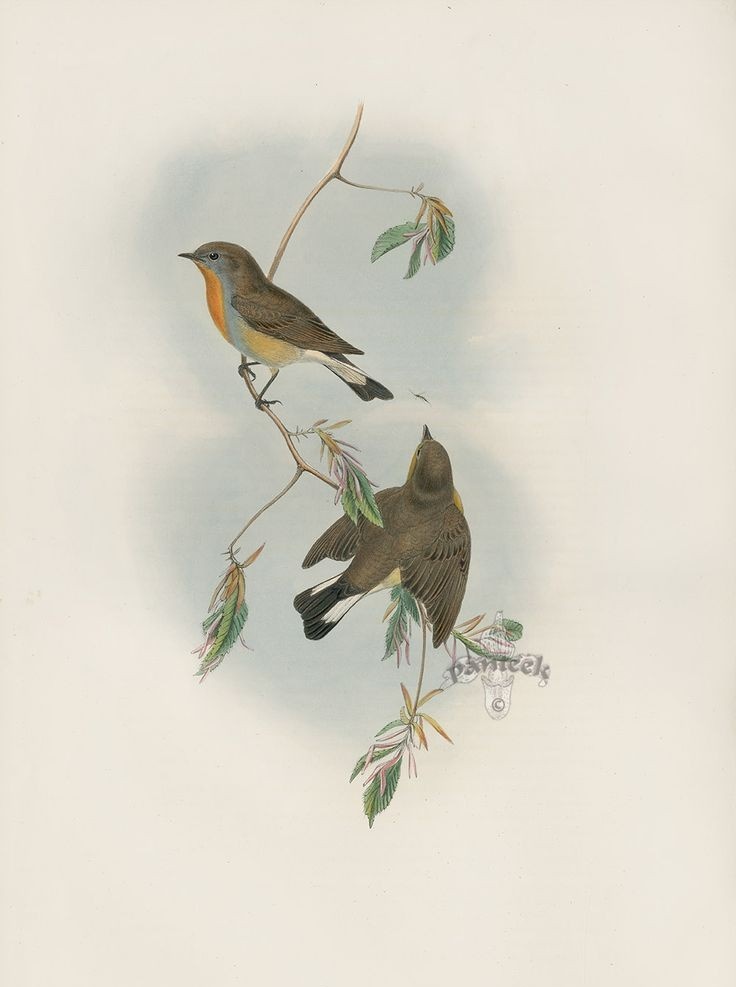 “Git derdime sen devâ değilsin
Bîgânesin âşinâ değilsin”

Fuzûlî