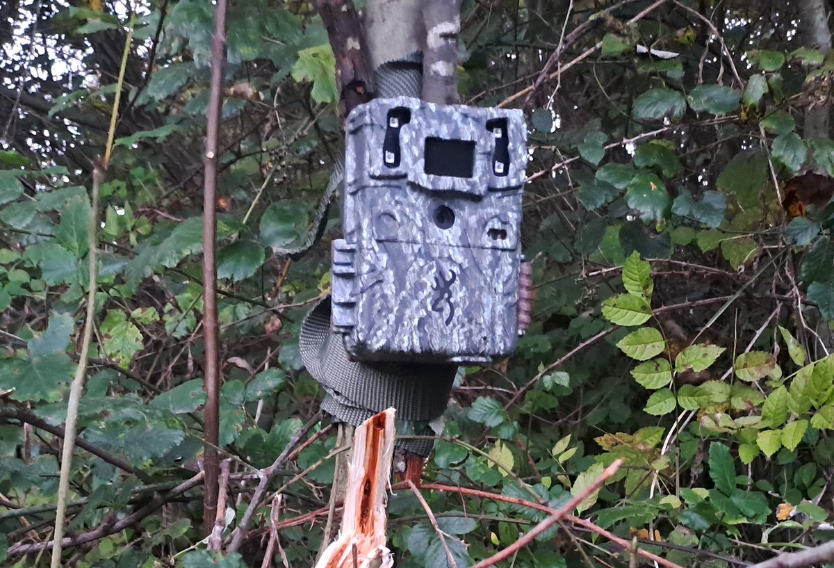 cameratraps1's tweet image. Primera camara de #fototrampeo del proyecto #MOMAT @SECEM_ colocada
A ver que sale...😏