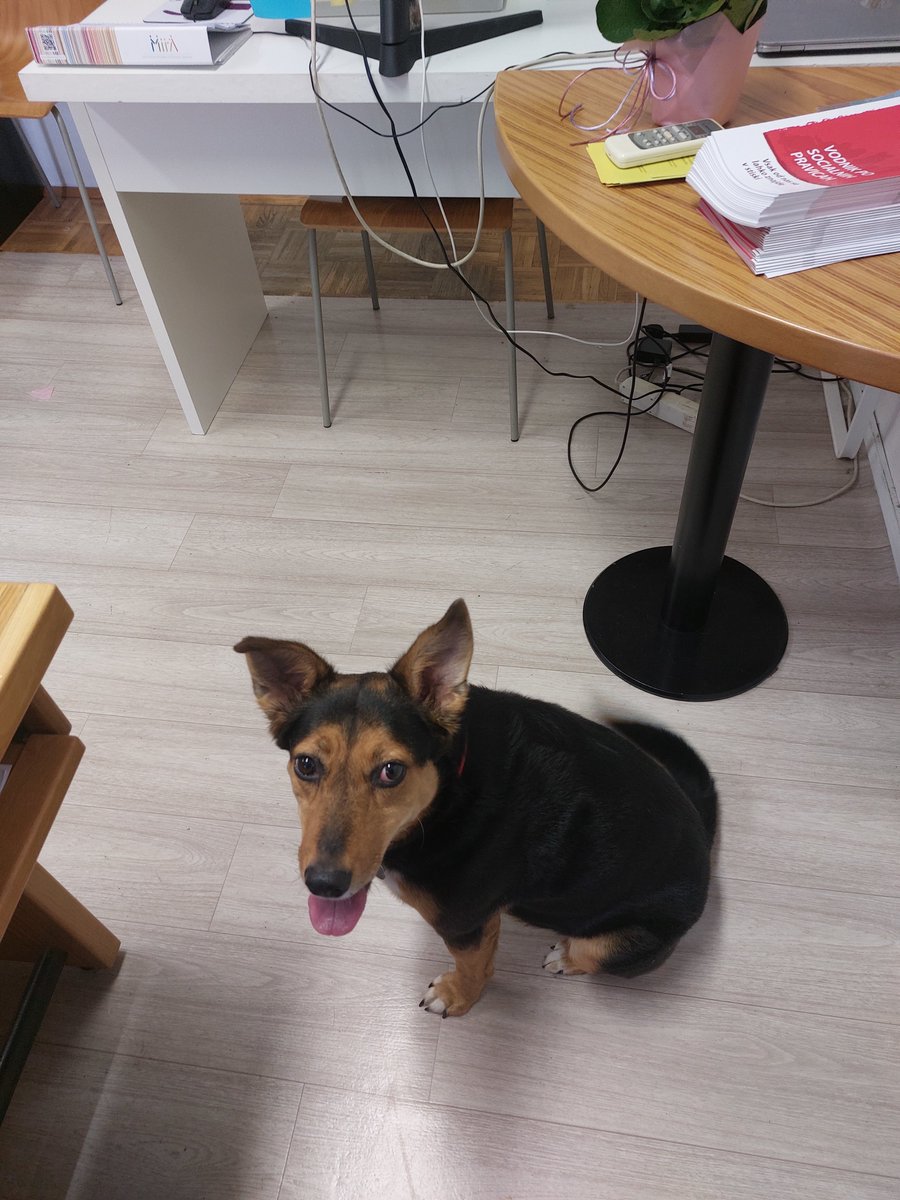 BarbBleu's tweet photo. Pozabila povedati, da je Sofka prejšnji teden volontersko asisitirala v društvu Altra.
Pozdravljala uporabnike in se malo tudi dolgočasila.
Naslednjič bo namesto rezalnika prevzela uničevanje starih dokumentov.
Še prideva!
#doggolife #Sofia #tinydragoness #adoptdontshop https://t.co/N3I1tVGX0A