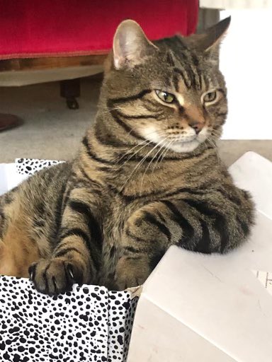 Matthew Sweet tweet media