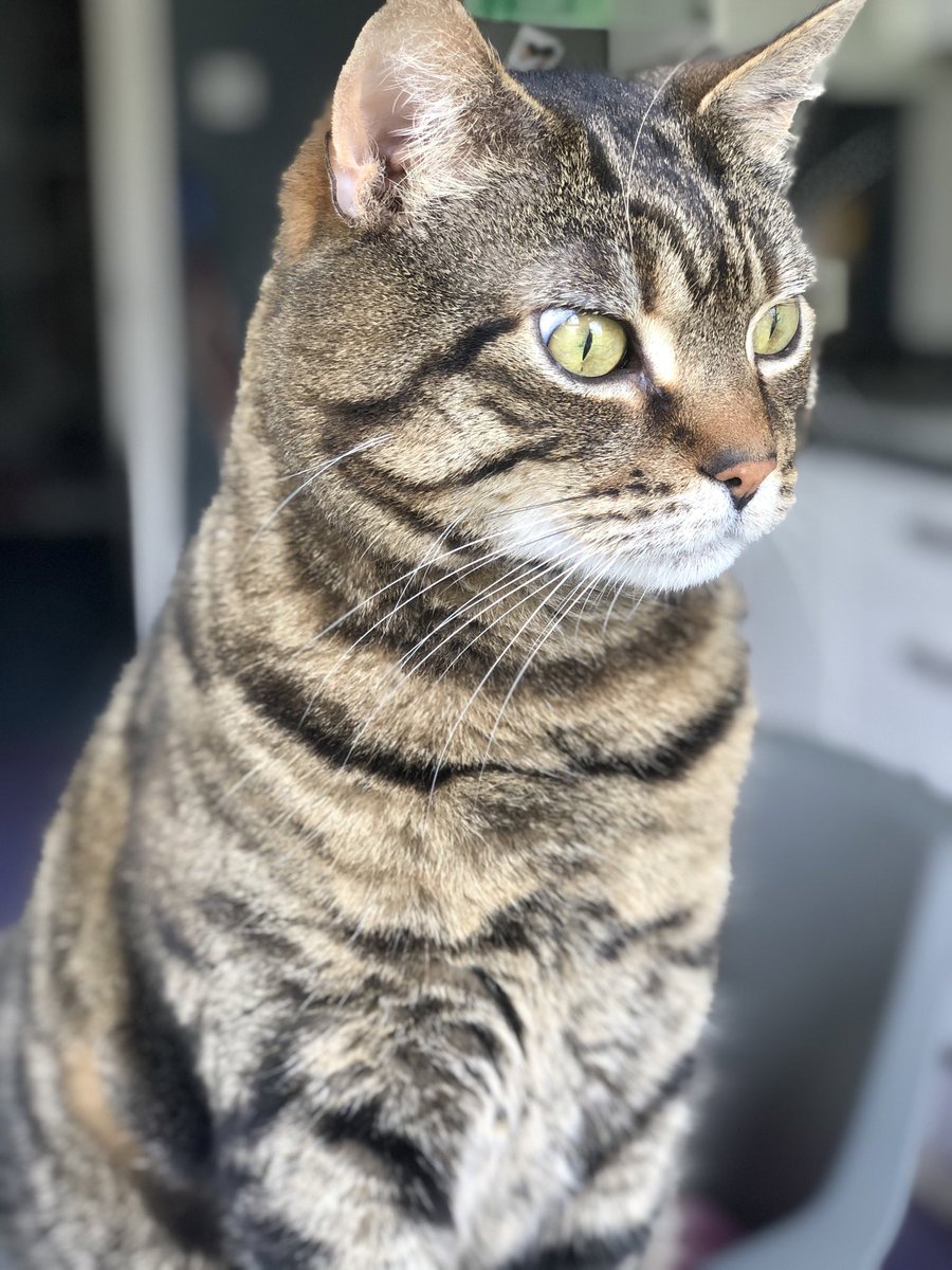 Matthew Sweet tweet media