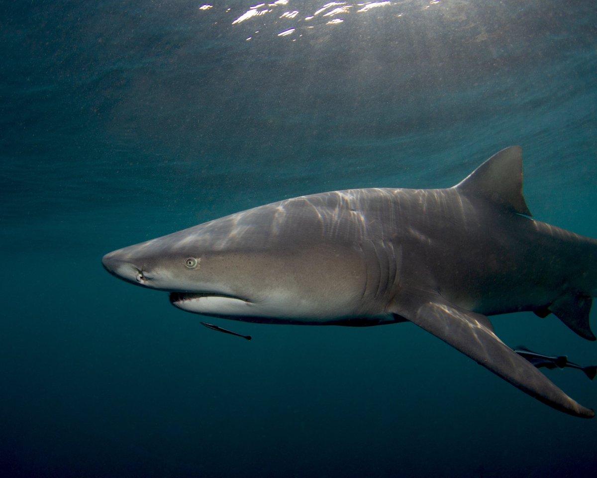 Jeremy Roberts tweet media