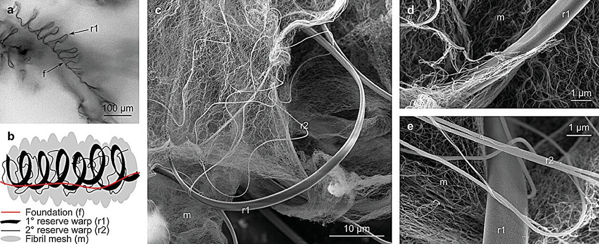Nanofibrils study successfully measures strength of spider web 'super fibers' phys.org/news/2024-10-n… /via <a href="/physorg_com/">Phys.org</a>