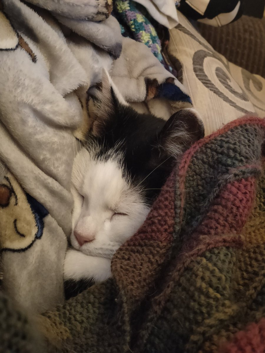 Tea stained duck tweet media