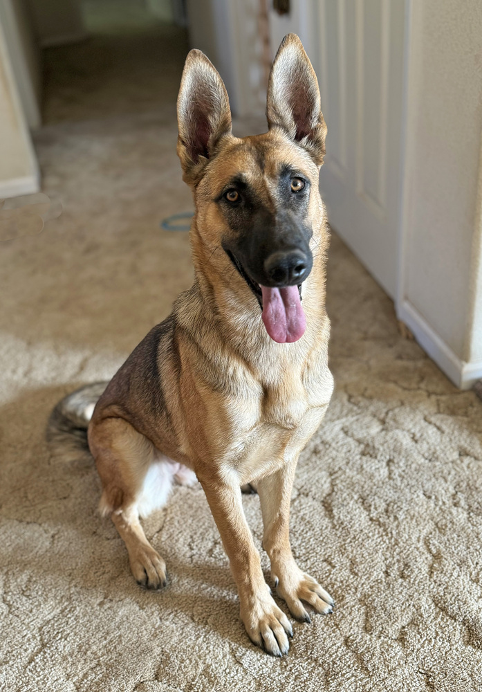 Kali is a bright, people loving young 2 year old (68 lbs) female, likely GSD/Mal mix. She really wants to please and is a very quick learner! (it helps that she loves treats!)
wagtopia.com/search/pet?id=…
#AdoptDontShop #GSD #RescueDogs