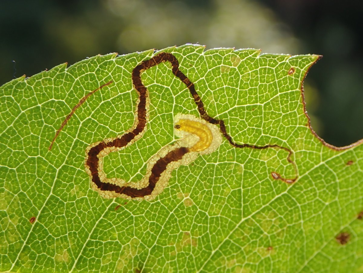 Several occupied leaf-mines of Stigmella anomalella on our rose bushes this week. Despite being found in the garden pretty much every year I've never once seen the adult moth! #MothsMatter