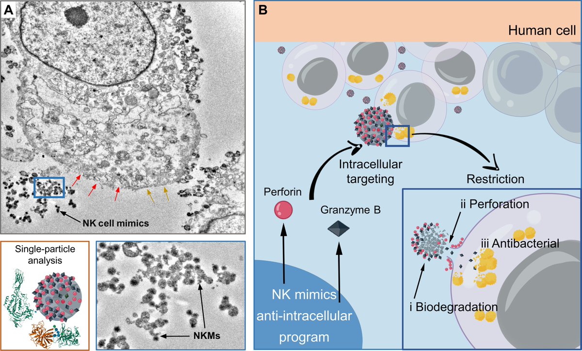 LabWaggoner's tweet photo. An NK cell mimic that eliminates intracellular bacteria and activates antimicrobial immune responses @ScienceAdvances 
https://t.co/r3mISEVheQ https://t.co/CKq9KUqwHi