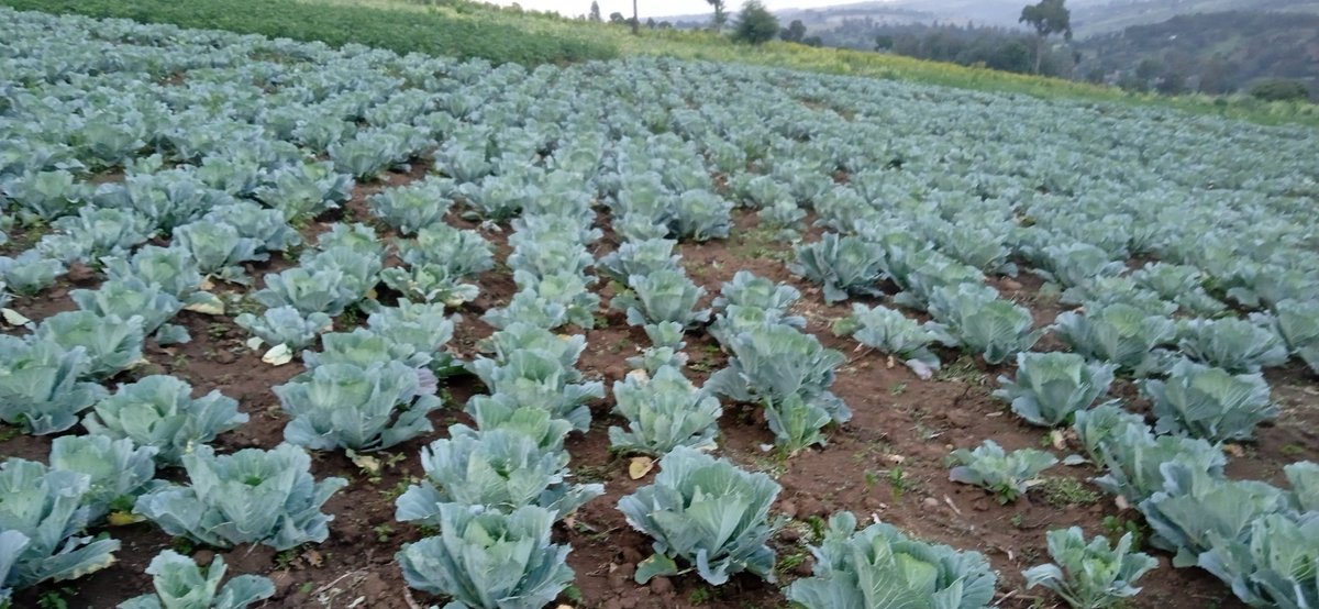 OchandaVictor's tweet photo. @Bossyator I will do farming and give you back the cash in 3 month https://t.co/NJjA9lrku3