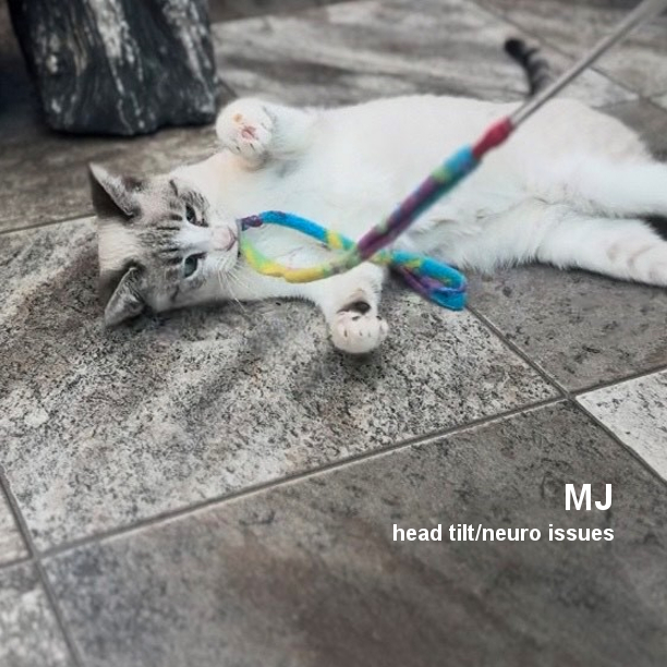 SNAP Cats tweet media