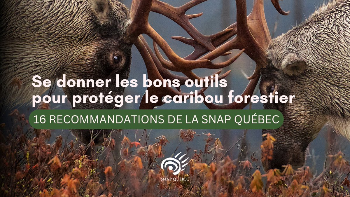 SNAP Québec (@snapqc) on Twitter photo #Caribou | La <a href="/snapqc/">SNAP Québec</a> dépose aujourd’hui 16 recommandations dans son mémoire dans le cadre de la consultation sur les Projets pilotes pour la population de caribous forestiers de #Charlevoix et la population de caribous montagnards de la #Gaspésie
👉snapquebec.org/saisir-les-bon… #Caribou | La <a href="/snapqc/">SNAP Québec</a> dépose aujourd’hui 16 recommandations dans son mémoire dans le cadre de la consultation sur les Projets pilotes pour la population de caribous forestiers de #Charlevoix et la population de caribous montagnards de la #Gaspésie
👉snapquebec.org/saisir-les-bon…