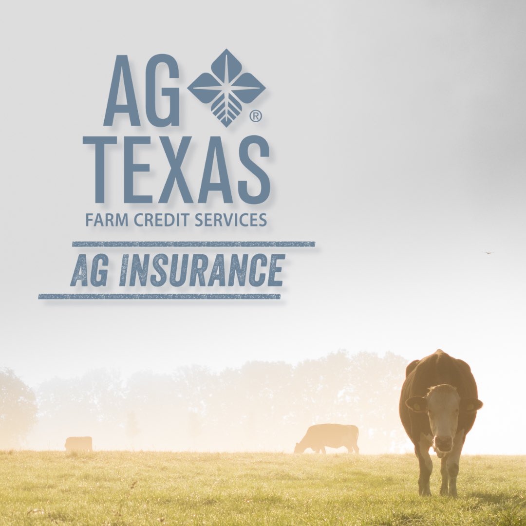 AgTexasFCS's tweet image. The #AgTexas insurance team is committed to protecting your investment! Reach out to your local agent for information on our Pasture, Rangeland, and Forage program to see how we can get you covered before the winter months! 🌾

#AgStrong #InsuranceStrong #ProtectYourInvestment